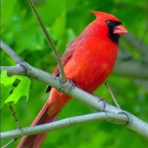 Meet your Posher, Alexander